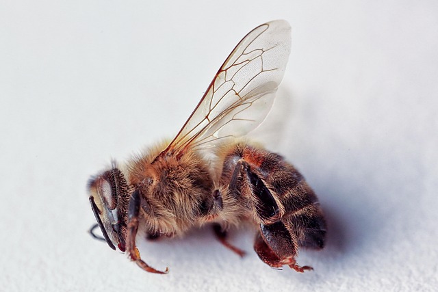 Free Bees Macro photo and picture