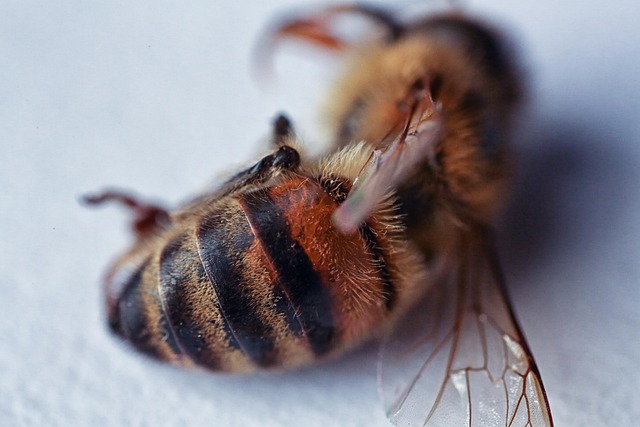 Free Bees Macro photo and picture