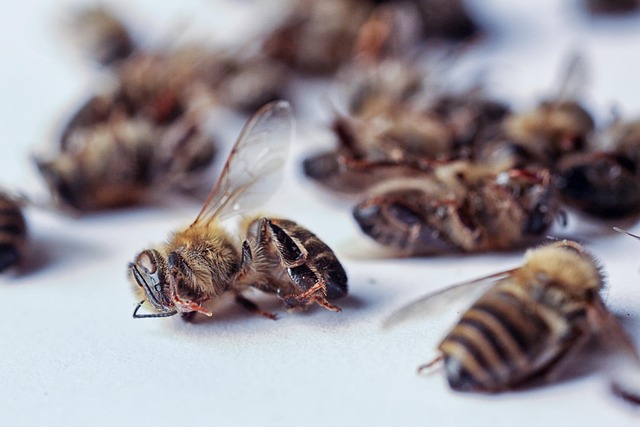 Free Bees Macro photo and picture