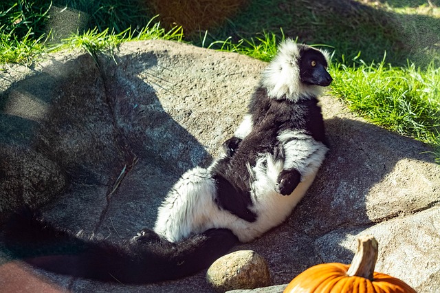 Lemur, Zoo, Säugetier, Primas, Pelz