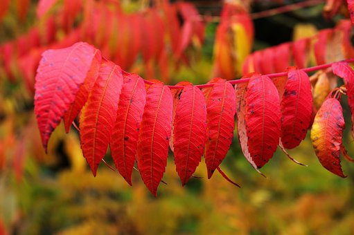 Free Leaf Autumn photo and picture