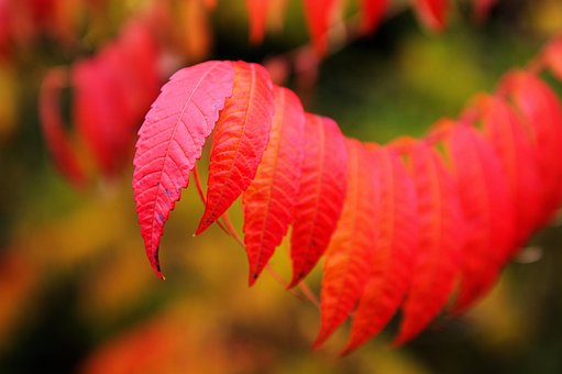 Free Leaves Veins photo and picture