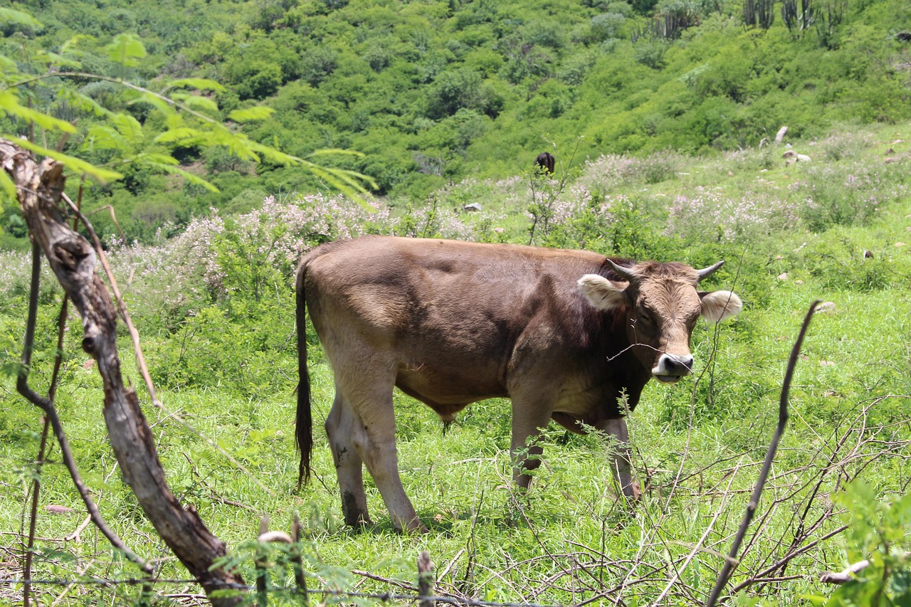 Cow Grass Animal Free photo on Pixabay Pixabay