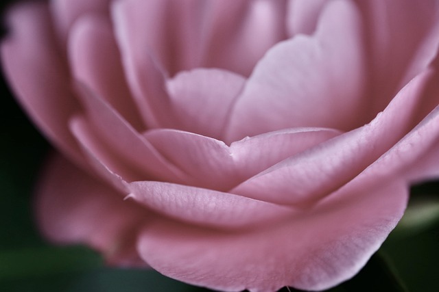 Free Petals Flower photo and picture