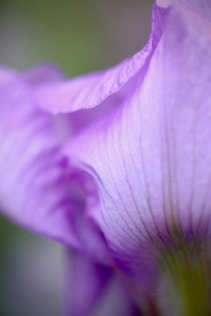 Free Iris Flower photo and picture