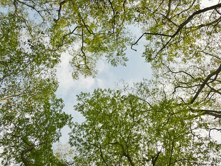 Free Treetops Trees photo and picture
