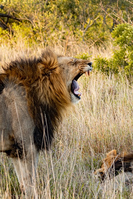 Free Lion Animal photo and picture