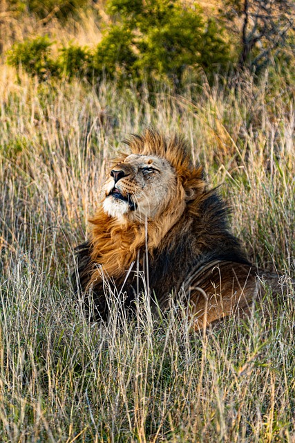 Free Lion Animal photo and picture
