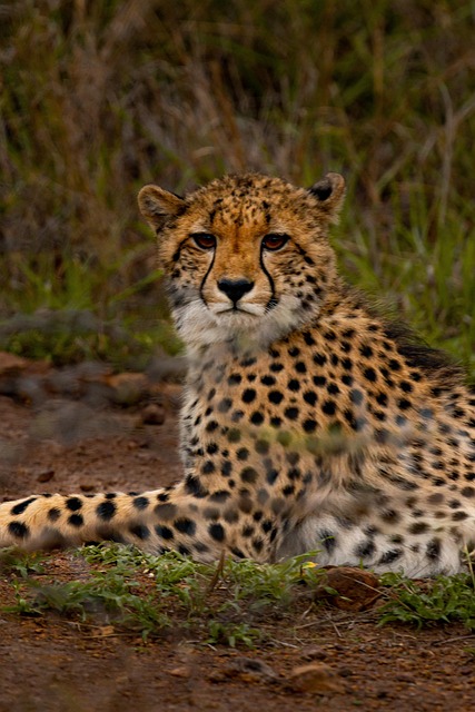 Free Cheetah Wild Cat photo and picture