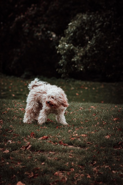 Hund, Park, Spielen, Hündchen, Gras