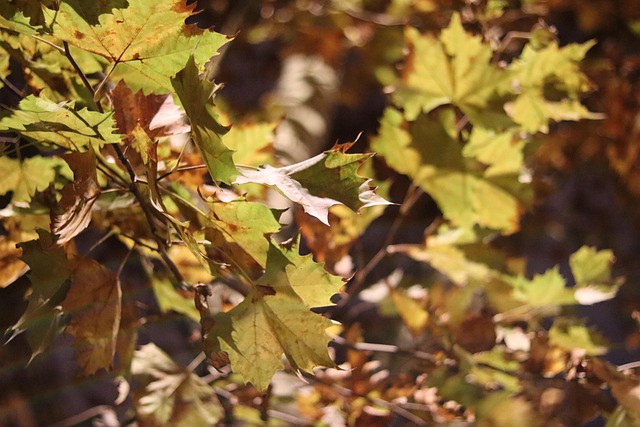 Free Autumn Fall photo and picture