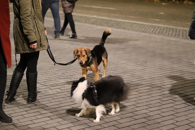 Free Dog Walking photo and picture