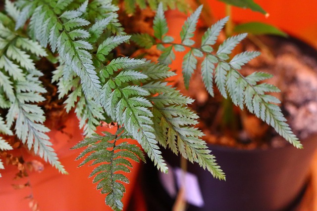 Free Plant Leaves photo and picture