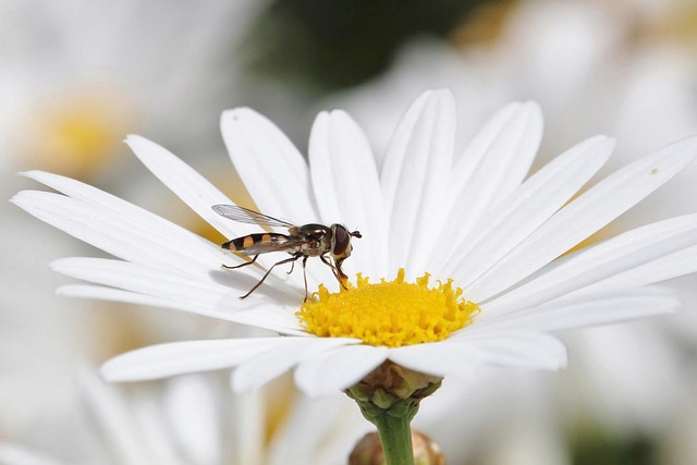 Free Hover Fly Melangyna Viridiceps photo and picture