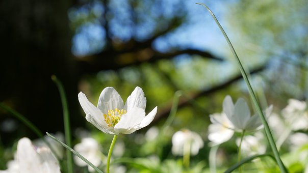 Free Flower White Flower photo and picture