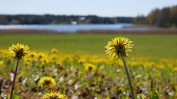Free Flowers Field photo and picture