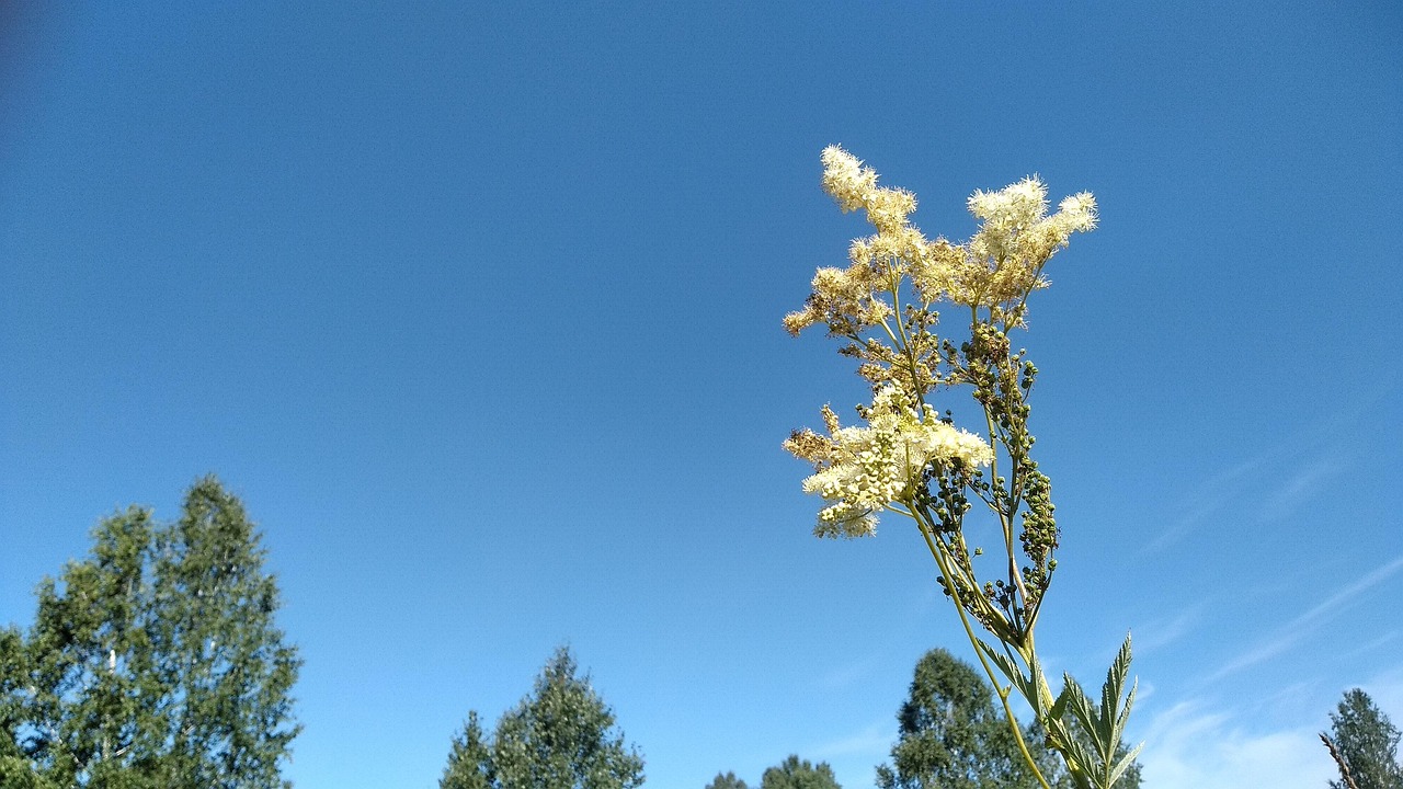 Honey Plant Blue Free photo on Pixabay Pixabay