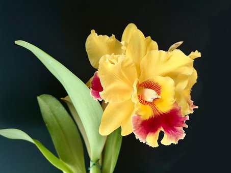 Blume, Orchidee, Brassolaeliocattleya