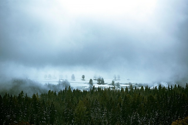 Bäume, Wald, Schnee, Dorf, Schneebedeckt