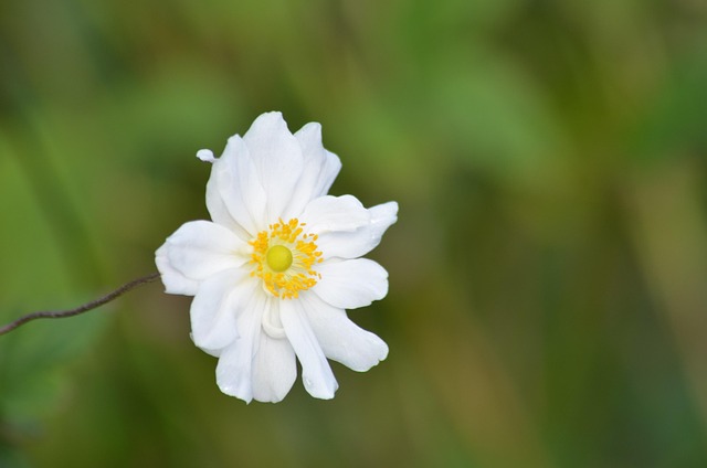 Free Japanese Anemone Flower photo and picture