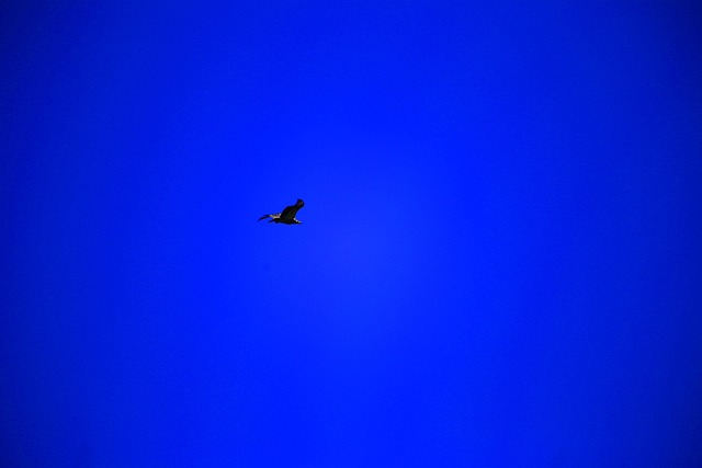 Eagles Soaring Screaming Eagle Free Photo On Pixabay Pixabay