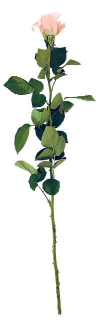 Free Rose Long-Stemmed illustration and picture
