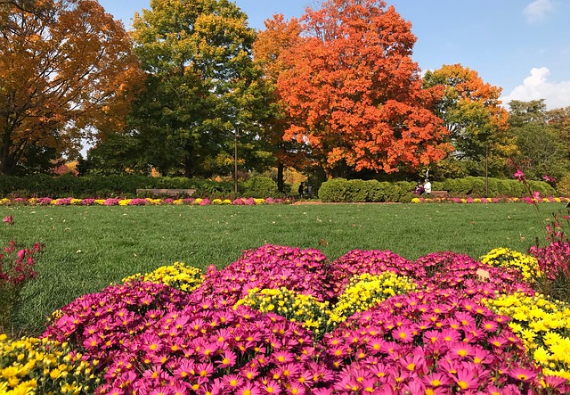 Free Autumn Mums photo and picture