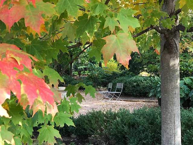 Free Fall Colors photo and picture