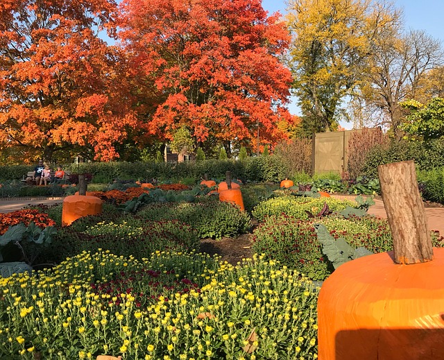 Free Halloween Pumpkin photo and picture