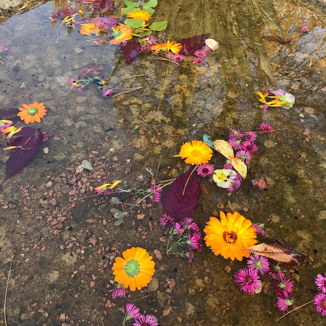 Free Serene Water photo and picture