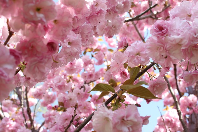 Free Cherry Blossoms Spring photo and picture