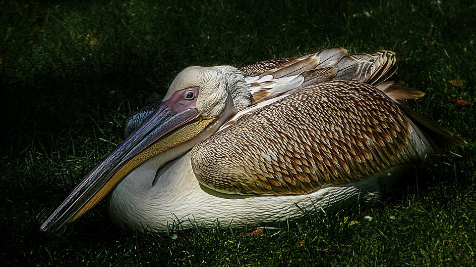 ペリカン 鳥 動物園 Pixabayの無料写真