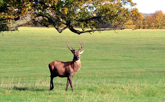 Free Deer Stag photo and picture