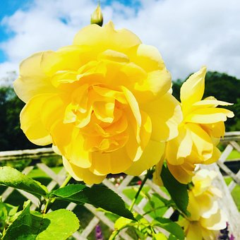 Gelbe Rose, Gitter, Rose, Blume