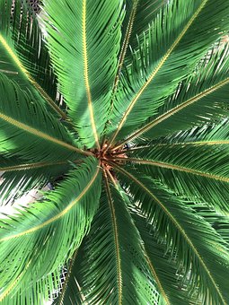 Tropische Blätter, Palme, Tropisch