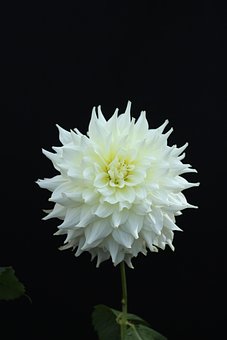 Dahlie, Blume, Pflanze, White Dahlia