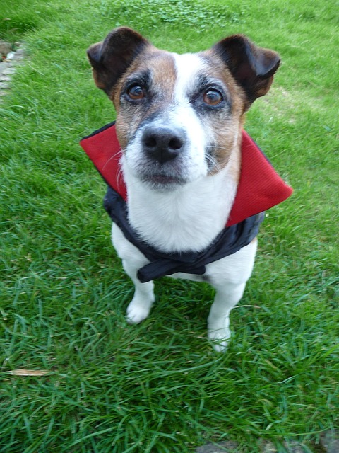 Hund, Hund Im Dracula-Kostüm, Jackula