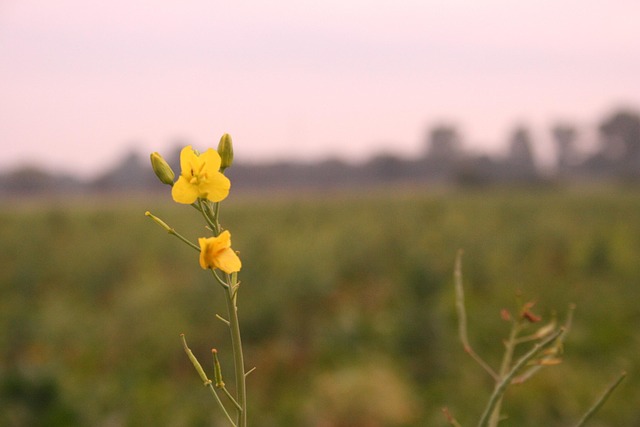 Moutarde Domaine Fleur - Photo gratuite sur Pixabay - Pixabay