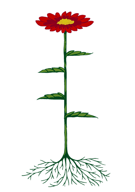 Free Flower Roots illustration and picture