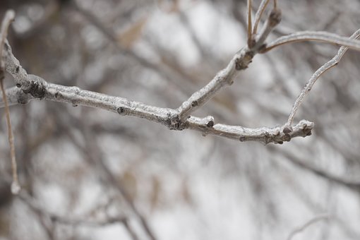 Free Branch Tree photo and picture