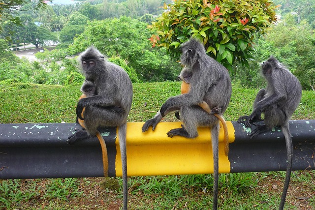 Free Silvery Lutung Silver Tail Monkey photo and picture