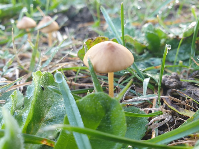 Champignon, Hiver, Champignon Jardin