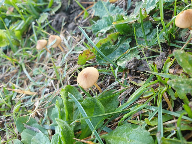 Champignon, Hiver, Champignon Jardin