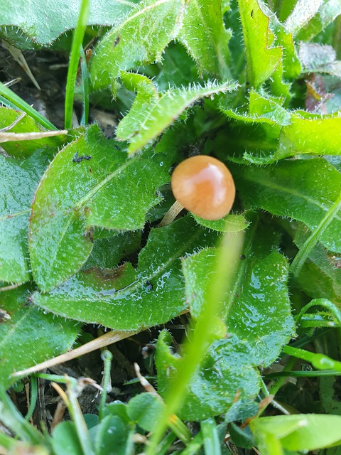 Champignon, Hiver, Champignon Jardin