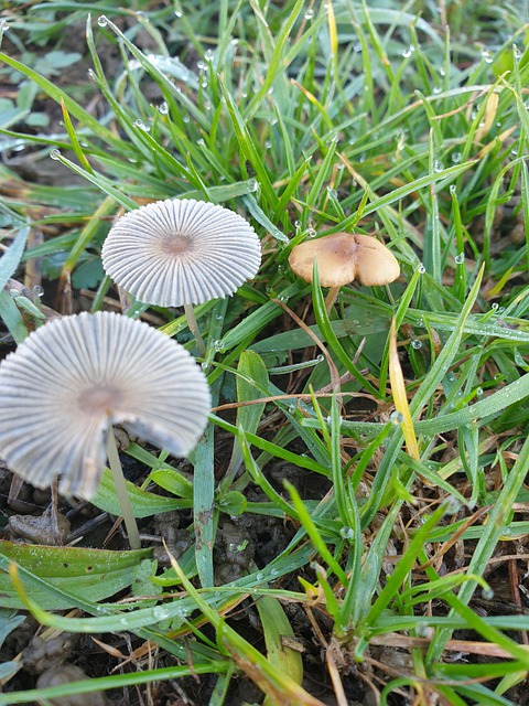 Champignon, Hiver, Champignon Jardin
