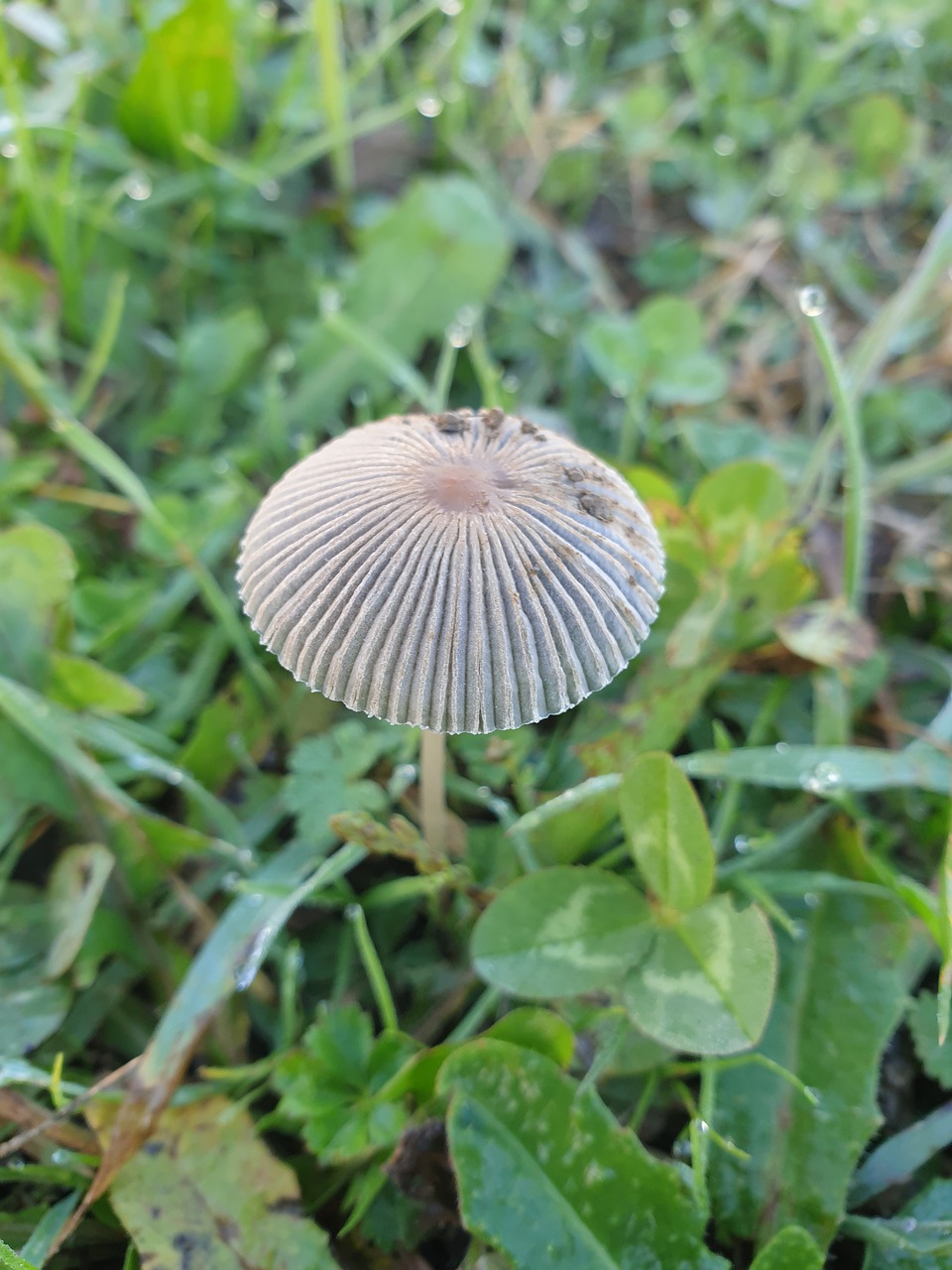 Download Champignon, Hiver, Champignon Jardin. Royalty-Free Stock ...
