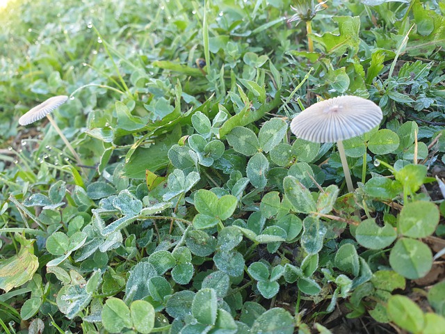 Champignon, Schwärmer, Champignon Jardin