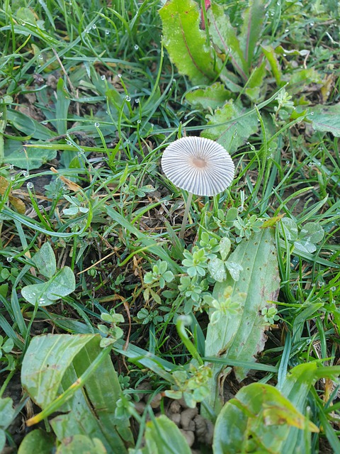 Champignon, Hiver, Champignon Jardin