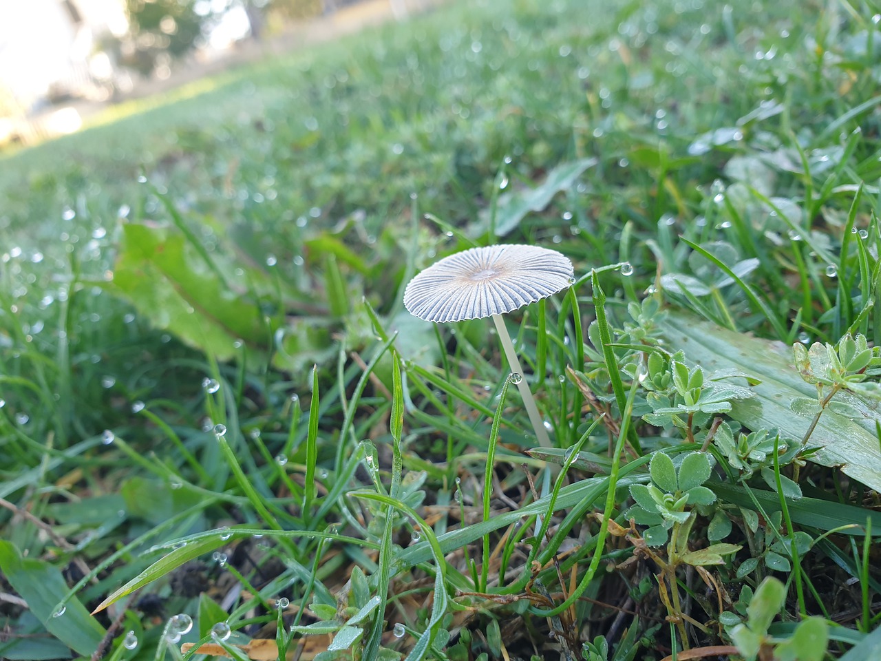 香草 蜂巢 香菇花园 - Pixabay上的免费图片 - Pixabay