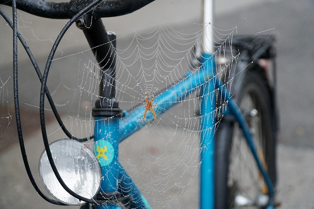 Spindelvæv, Edderkop, Cykel, Kugle